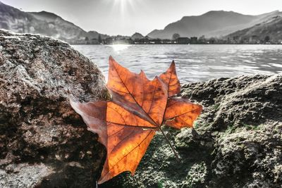 Close-up of dry maple leaf by lake against sky during autumn