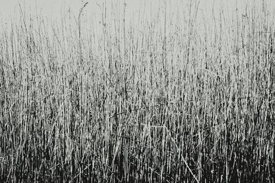 Full frame shot of wheat field