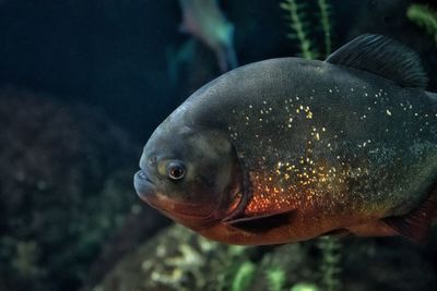 Close-up of fish swimming in water