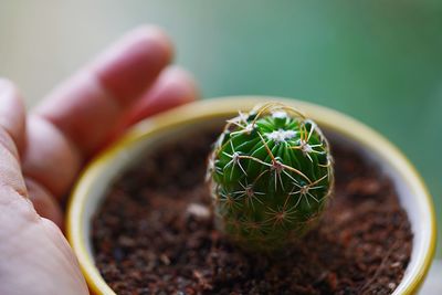 Close-up of small cactus growing on potted plant