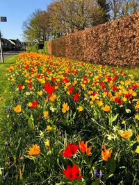 Close-up of orange flowers on field