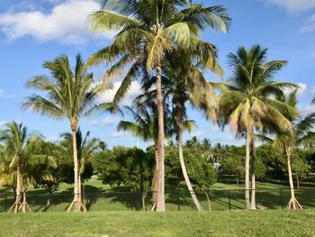 Palm trees against sky