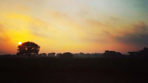 Silhouette trees on field against orange sky