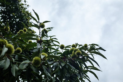 Low angle view of tree against sky