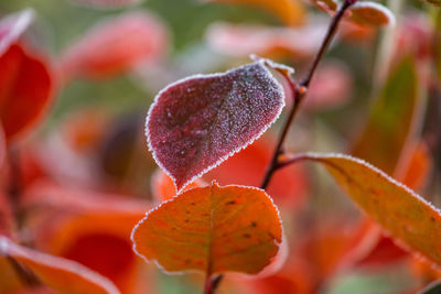 Close-up of orange fruit on plant