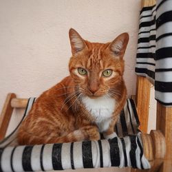 Close-up portrait of tabby cat