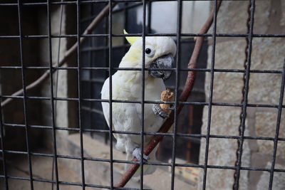 Close-up of a bird in cage