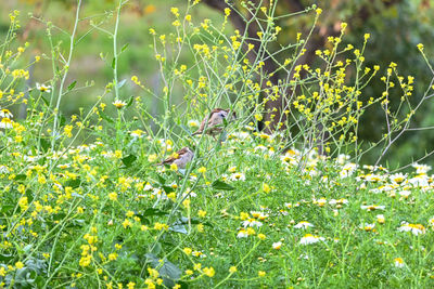 View of bird perching on plant in field