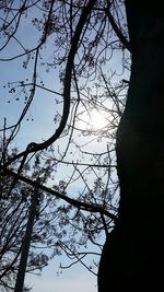 Low angle view of bare trees against sky