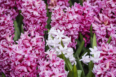 Full frame shot of pink flowering plants