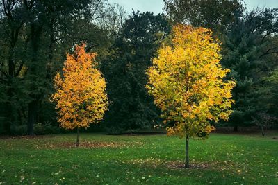 Yellow trees on field during autumn