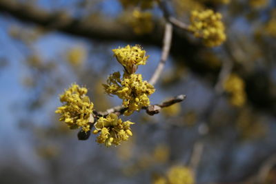 Close-up of wilted flowering plant