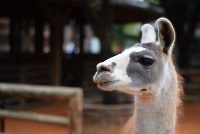 Close-up of llama in zoo