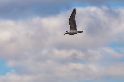 Low angle view of seagull flying
