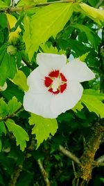 Close-up of white flowers