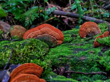 Close-up of mushroom growing on plant