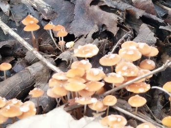 High angle view of food on dry plant