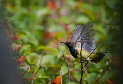 Bird flying