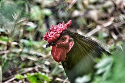 Close-up of rooster