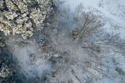 Frozen trees on land