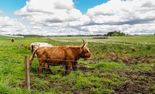 Horses grazing on field against sky