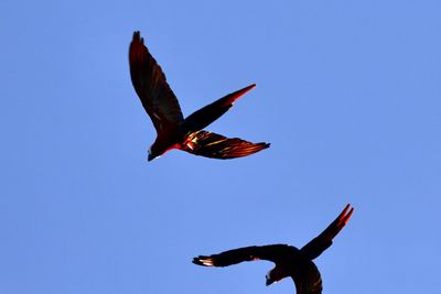 Low angle view of bird flying