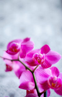 Close-up of flowers against blurred background