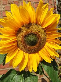 Close-up of sunflower