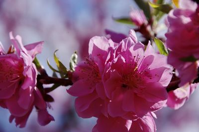 Close-up of pink cherry blossoms