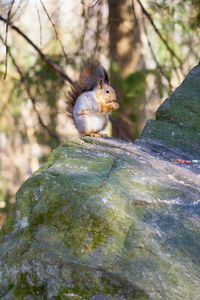 Close-up of squirrel on rock
