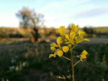 Close-up of yellow flowers blooming in field