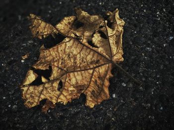 High angle view of wet dry leaf during autumn