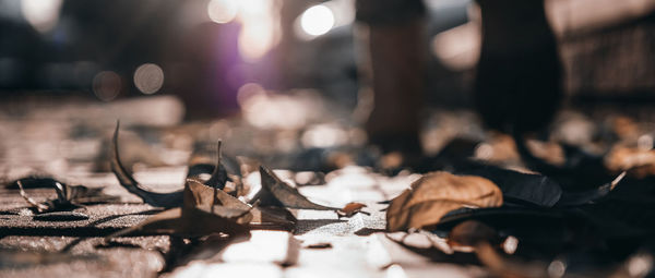 Close-up of illuminated leaves during autumn