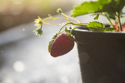 Close-up of strawberry growing on plant