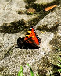 High angle view of butterfly