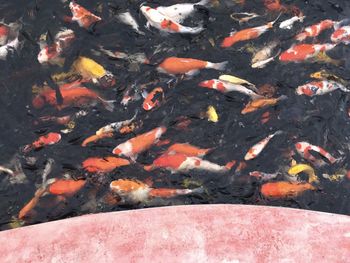 High angle view of koi carps swimming in pond