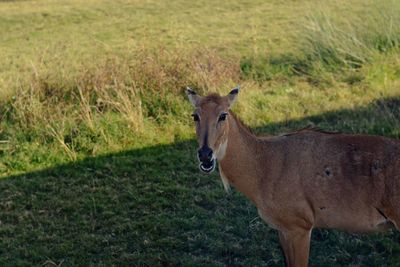 Portrait of horse on field