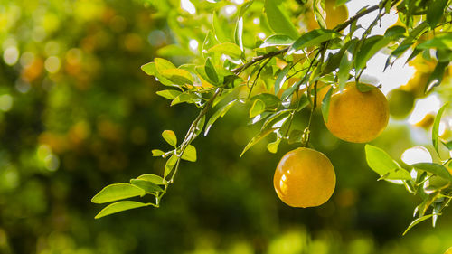 Close-up of fruit growing on tree