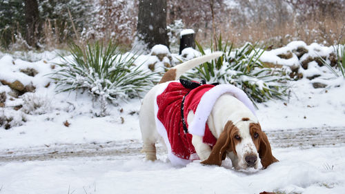 Dog on snow covered christmas tree