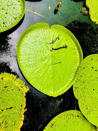 High angle view of green leaves floating on water