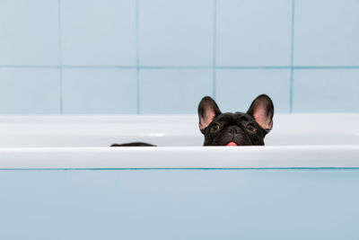 Portrait of dog in bathtub