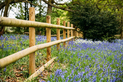 Bluebells blooming on field by fence in garden