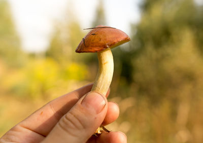 Close-up of hand holding mushroom