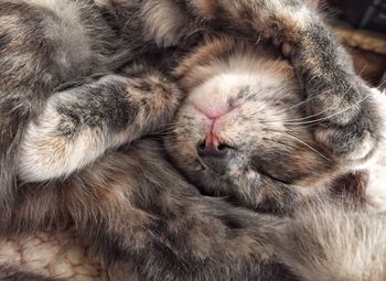 Close-up of a cat resting