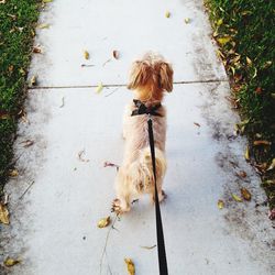 High angle view of dog on footpath