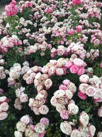 High angle view of pink flowering plants