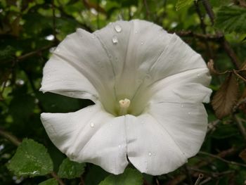 Close-up of wet white flower blooming outdoors