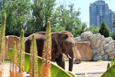 Elephant by trees against sky