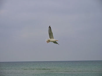 Seagull flying over sea against sky