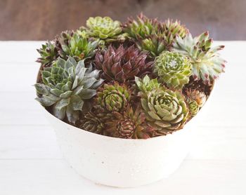 High angle view of potted plant on table